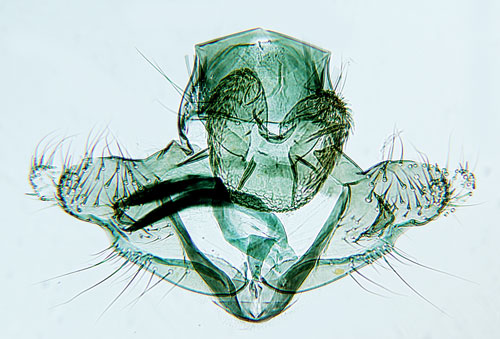 Lrcksckmal Coleophora laricella
