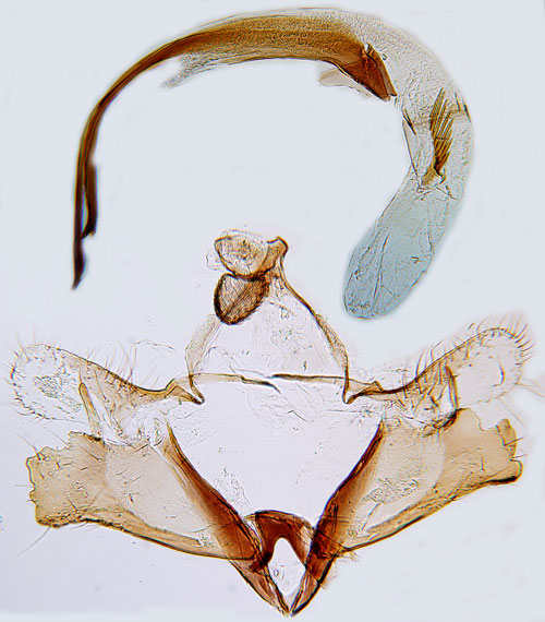 Trtt sckmal Coleophora lassella