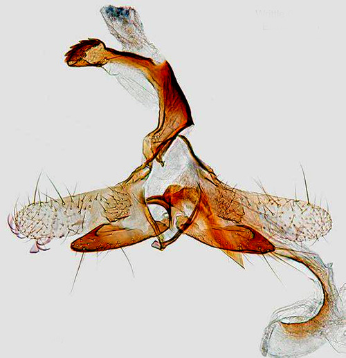 Marrispsckmal Coleophora limoniella