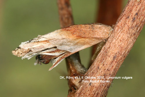 Marrispsckmal Coleophora limoniella