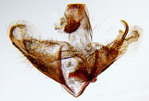 Ljuskantad almsckmal Coleophora limosipennella
