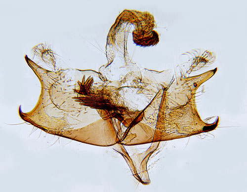 Stinksyskesckmal Coleophora lineolea