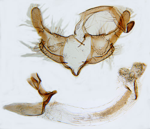 Sikelspetsad timjesckmal Coleophora lixella