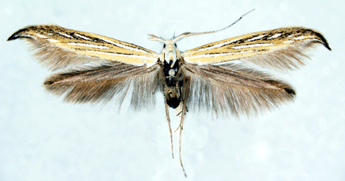 Sikelsckmal Coleophora lixella
