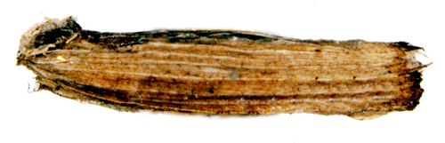Sikelsckmal Coleophora lixella