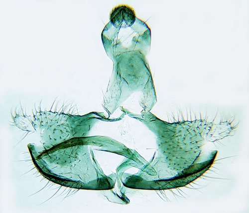 Videsckmal Coleophora lusciniaepennella