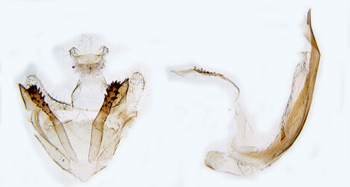 Gul eksckmal Coleophora lutipennella