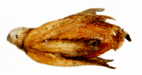 Strandtgssckmal Coleophora maritimella