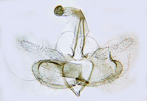 Klvergrnglanssckmal Coleophora mayrella