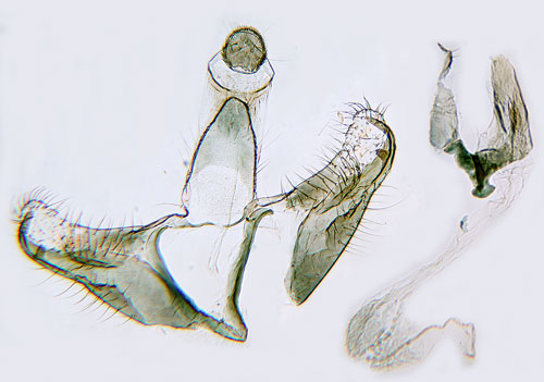 Ljuskantad bjrksckmal Coleophora milvipennis