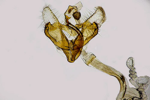 Mllsckmal Coleophora motacillella