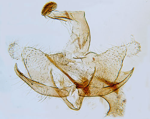 Musgr lingonsckmal Coleophora murinella