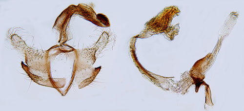 Vitkantad timjansckmal Coleophora niveicostella