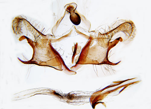 Ljusringad backglimsckmal Coleophora nutantella