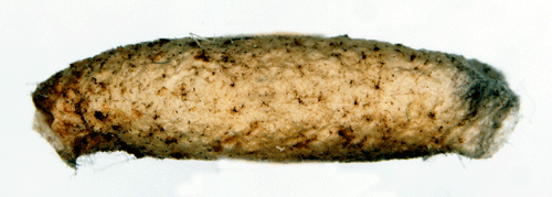 Ljusringad backglimssckmal Coleophora nutantella