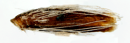Gullrissckmal Coleophora virgaureae