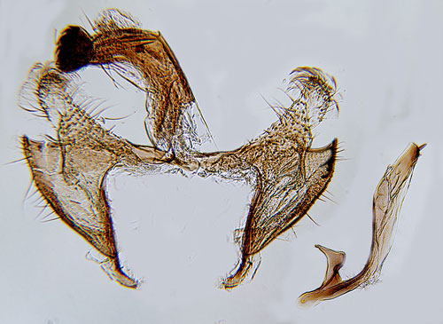 Skvattramsckmal Coleophora obscuripalpella