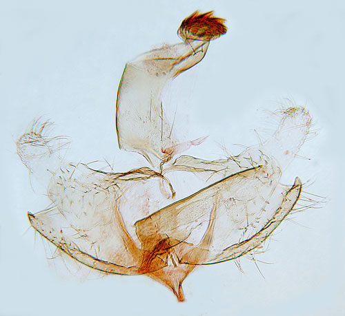 Gr bjrksckmal Coleophora orbitella