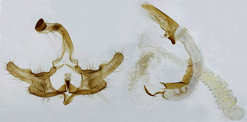Grssckmal Coleophora ornatipennella