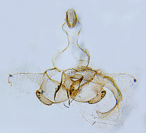 Dyster frylesckmal Coleophora otidipennella