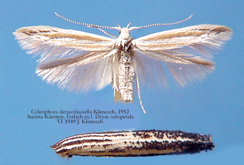 Pltsasckmal Coleophora derasofasciella