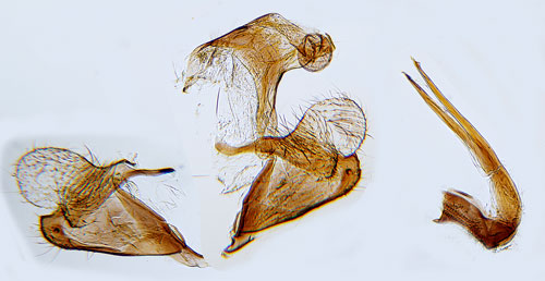 Kattfotsckmal Coleophora pappiferella