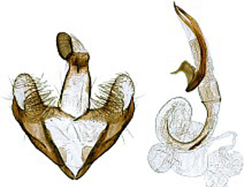 Dvrgsckmal Coleophora paradrymidis.