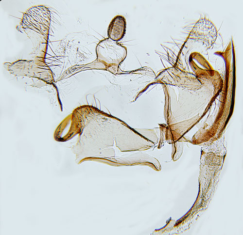 Klintgrnglanssckmal Coleophora paripennella