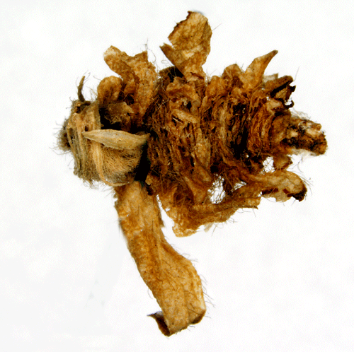 Jungfrusckmal Coleophora parthenogenella