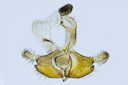Kilstreckad rllekesckmal Coleophora partitella