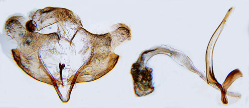 Strvbladsckmal Coleophora pennella