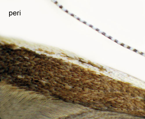 Toksckmal Coleophora peri