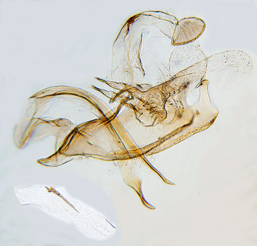 Linjerad tistelsckmal Coleophora peribenanderi