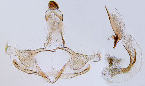 Brudbrdsckmal Coleophora potentillae