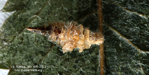 Brudbrdsckmal Coleophora potentillae