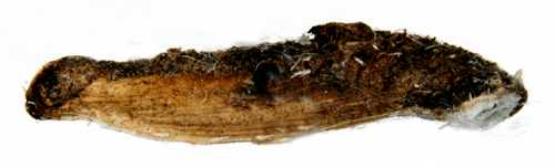 Krsbrssckmal Coleophora prunifoliae