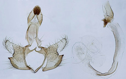 Lungrtsckmal Coleophora pulmonariella