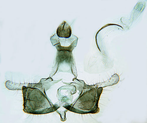 Kilstreckad ljungsckmal Coleophora pyrrhulipennella
