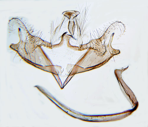 Vitsprtad gullrissckmal Coleophora ramosella