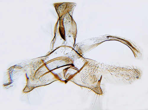 Glasrtsckmal Coleophora salicorniae