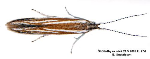 Spnejlikesckmal Coleophora saponariella
