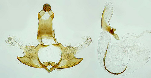 Jungfrusckmal Coleophora saturatella