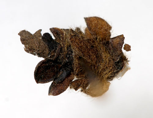 Harrissckmal Coleophora saturatella