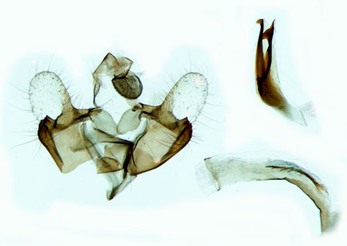 Gulgr mllsckmal Coleophora saxicolella