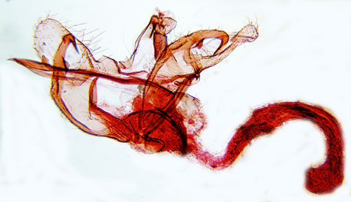 Knytlingsckmal Coleophora scabrida