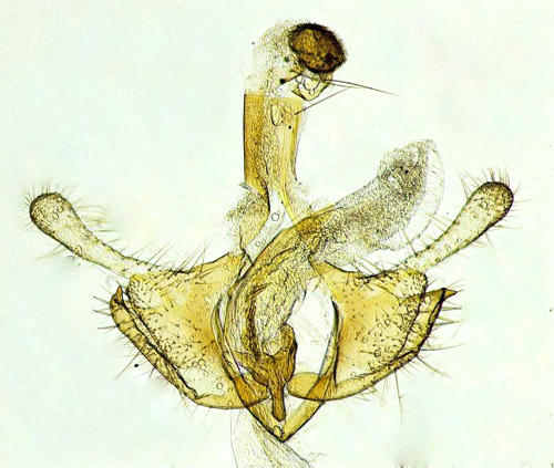 Lngsstreckad timjansckmal Coleophora serpylletorum