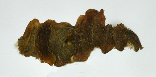 Lngsstreckad timjansckmal Coleophora serpylletorum