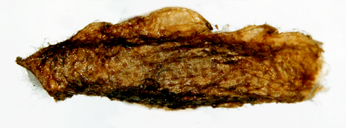 Bjrksckmal Coleophora serratella