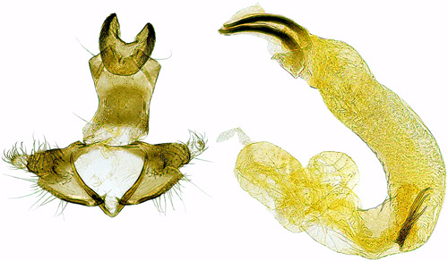Sibiriask lrksckmal Coleophora sibiricella