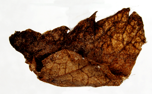 Gulgr rnnsckmal Coleophora siccifolia